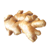Zázvor