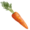 Mrkva